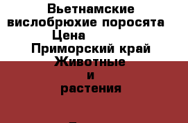 Вьетнамские вислобрюхие поросята. › Цена ­ 2 500 - Приморский край Животные и растения » Другие животные   . Приморский край